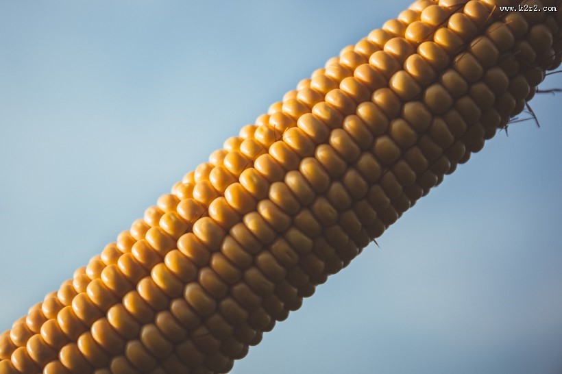 饱满的玉米图片大全