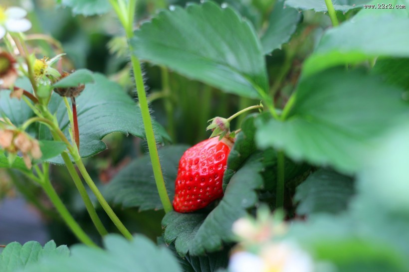 等待采摘的新鲜草莓图片大全