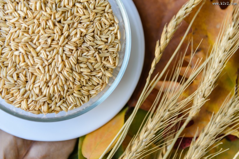 五谷杂粮燕麦图片大全