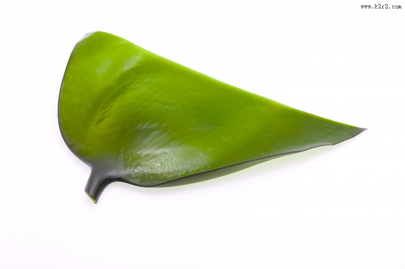 绿色鲜嫩的海带图片