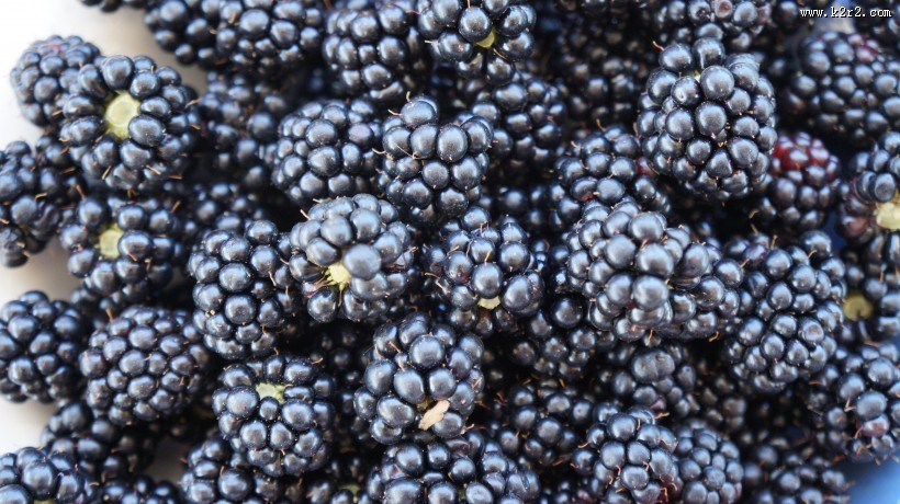 酸甜可口的桑葚图片