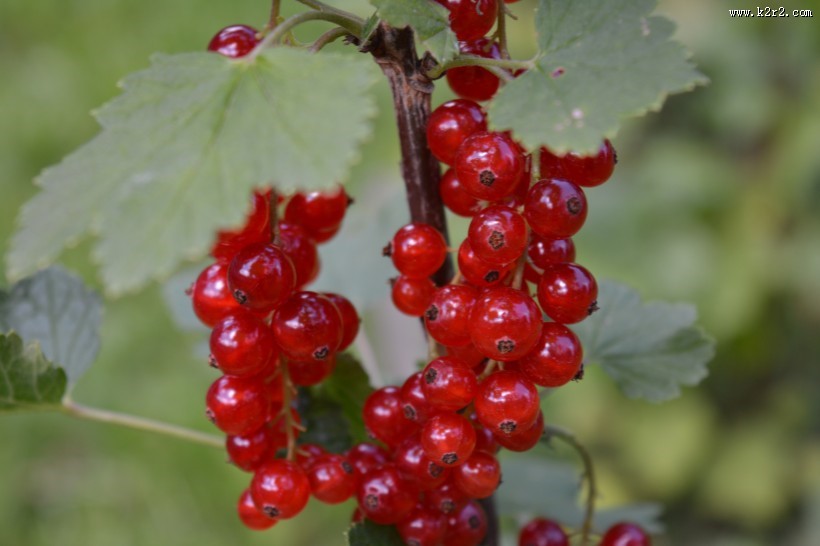 火红醋栗浆果图片