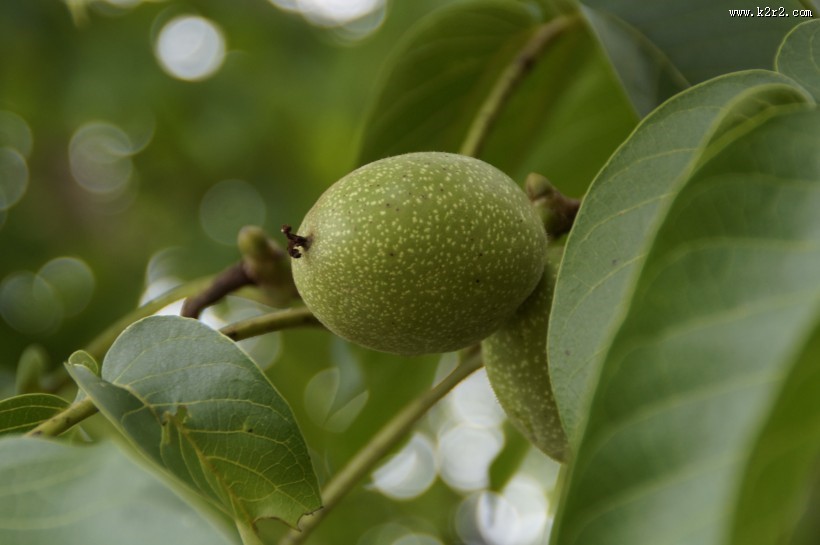 青色未成熟的核桃图片