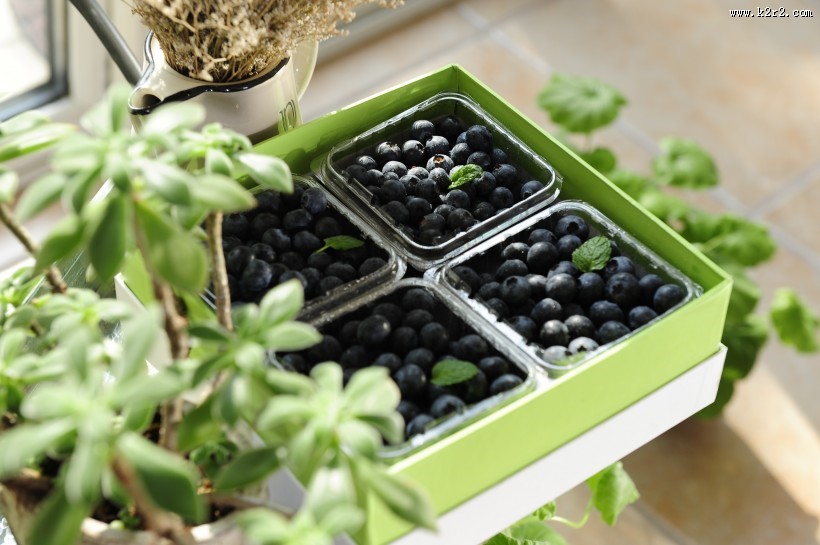 精选蓝莓图片