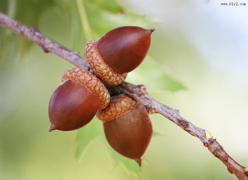 橡子坚果图片大全