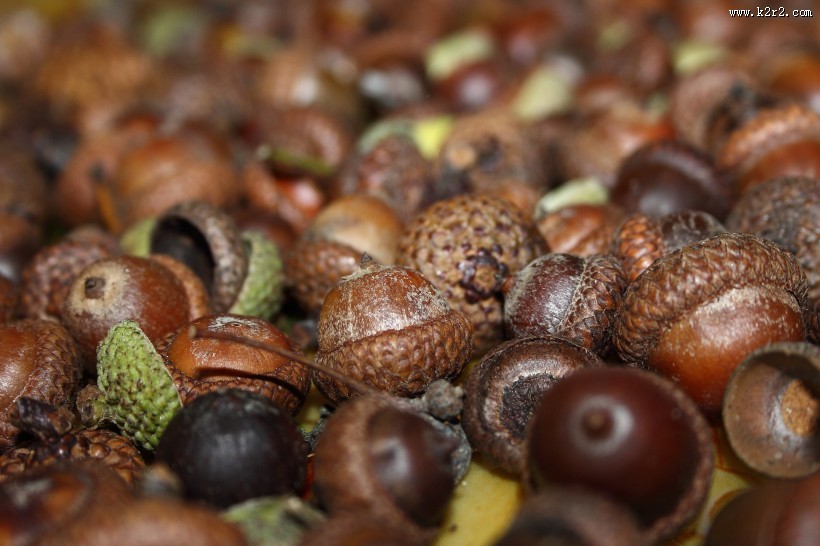橡子坚果图片大全