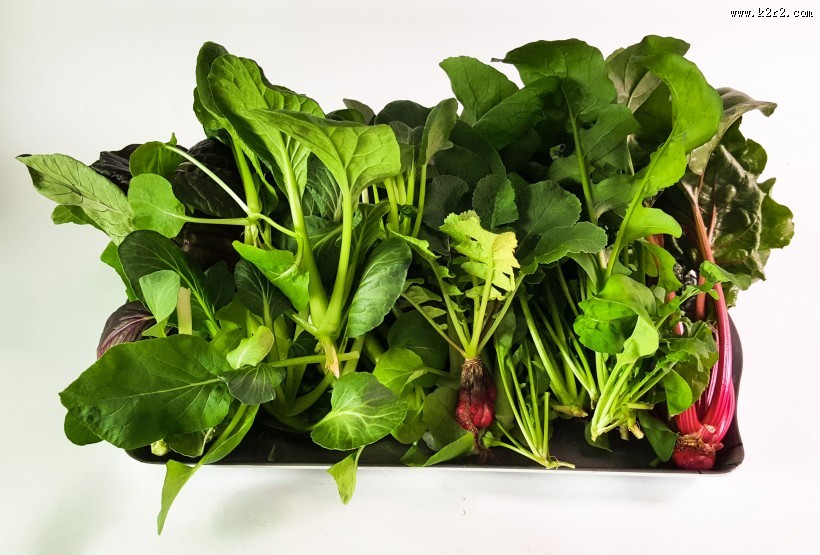 绿色鲜嫩的菠菜图片