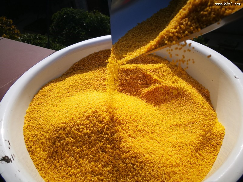 金色的农家小米图片