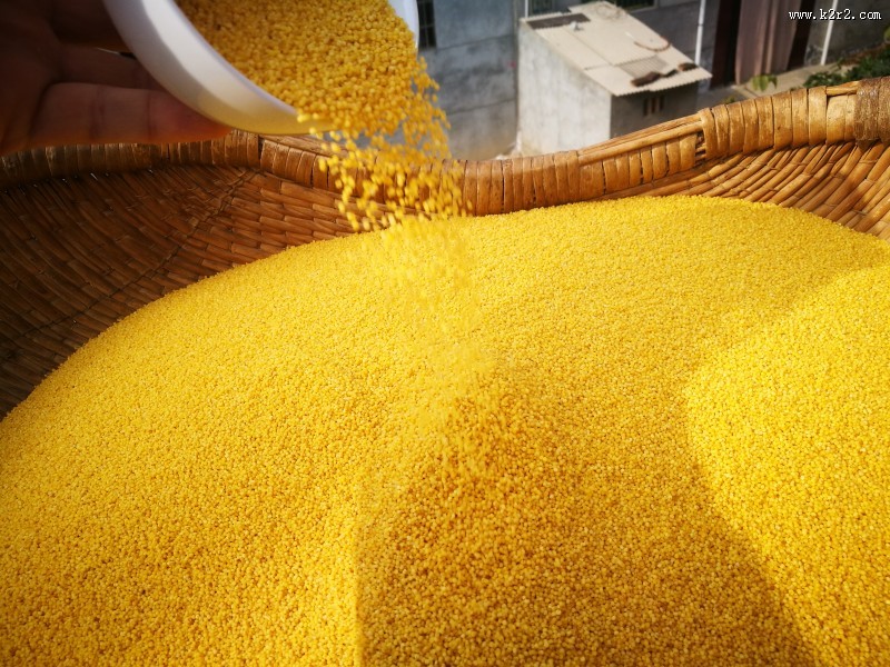 金色的农家小米图片