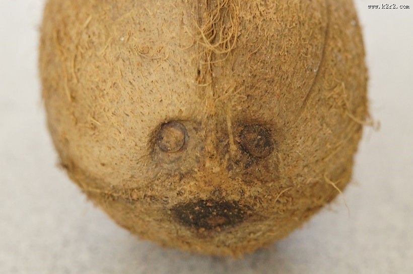 棕色的椰子图片