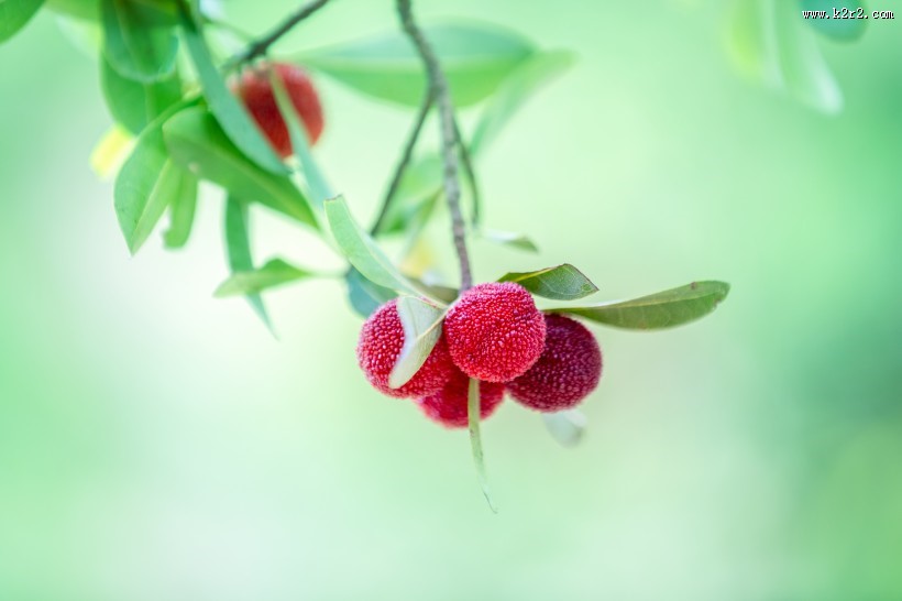 红色新鲜的杨梅图片