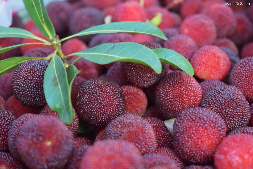 红色新鲜的杨梅图片