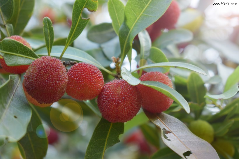 红色新鲜的杨梅图片