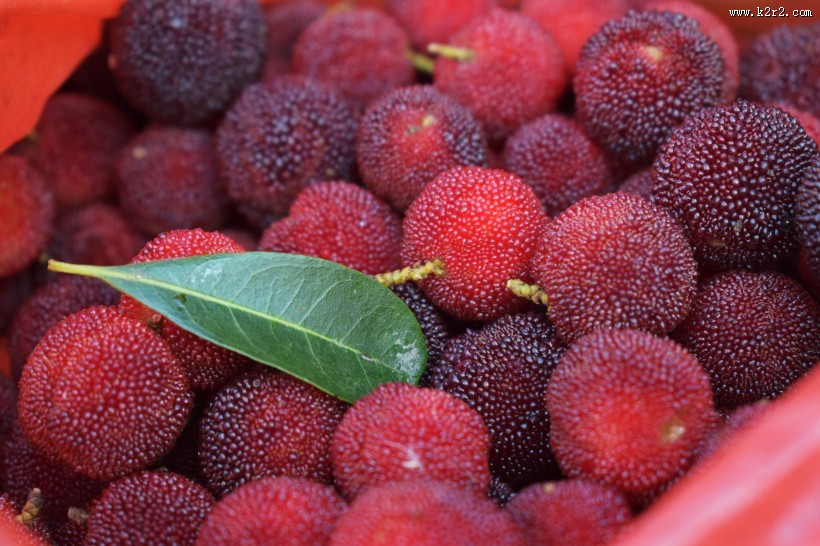 红色新鲜的杨梅图片