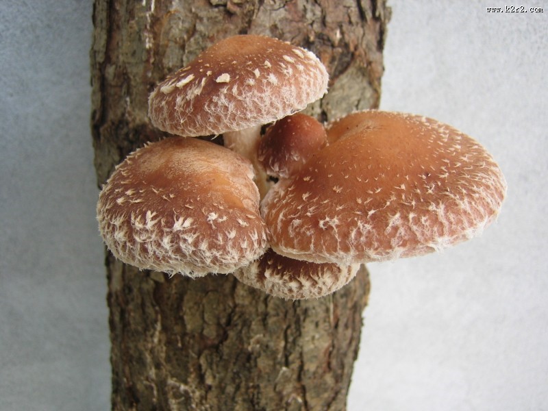 新鲜的香菇图片