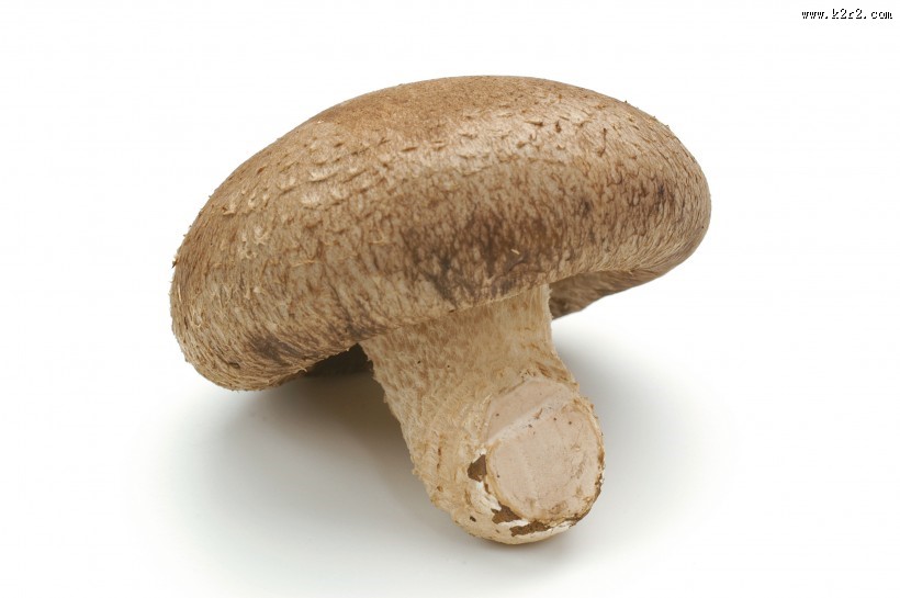 新鲜的香菇图片