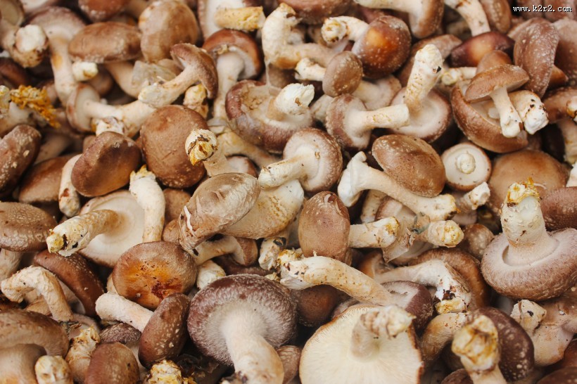 新鲜的香菇图片