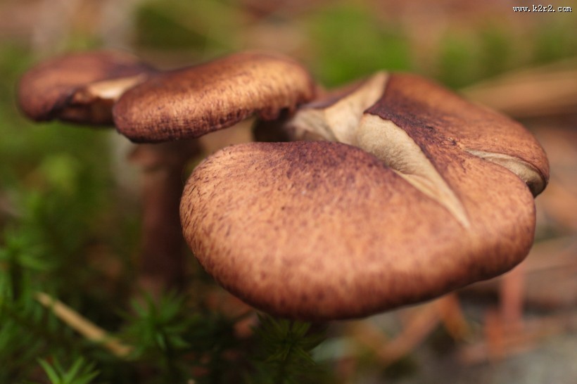新鲜的香菇图片