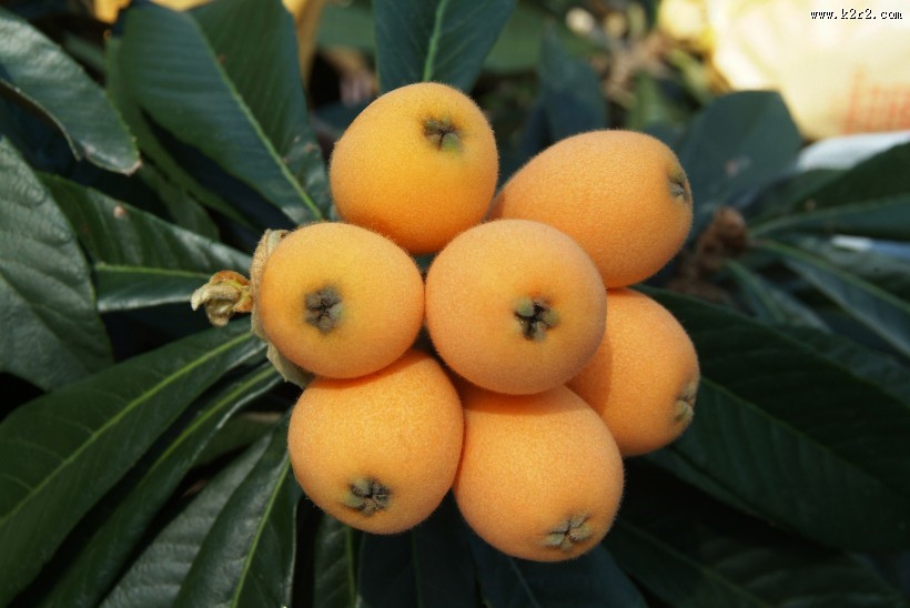 黄色的枇杷图片大全