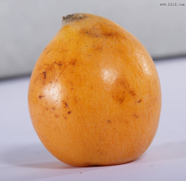 黄色的枇杷图片大全