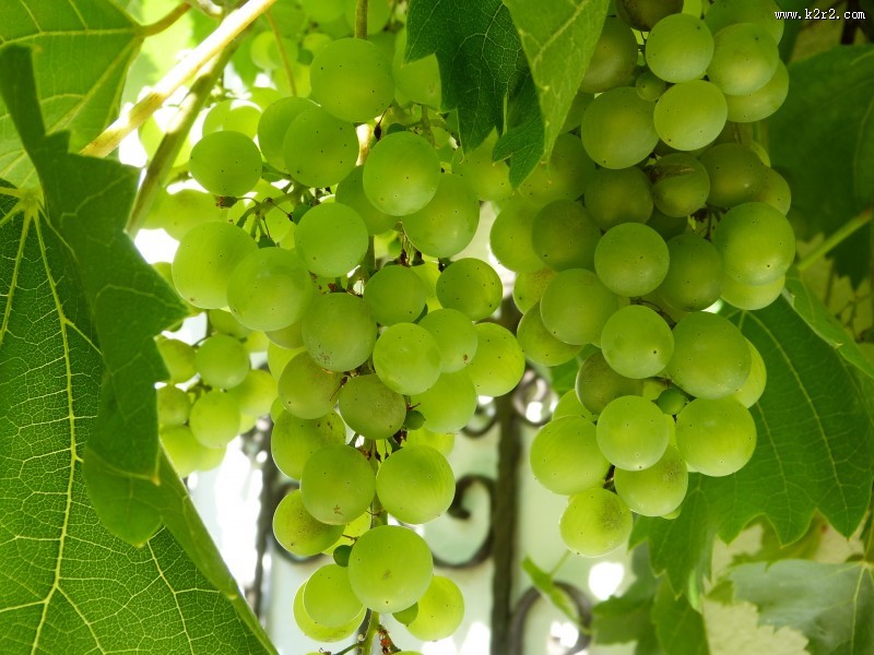 新鲜的绿葡萄图片