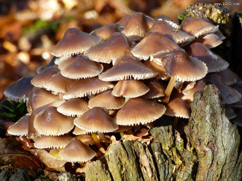 各种各样的蘑菇图片大全