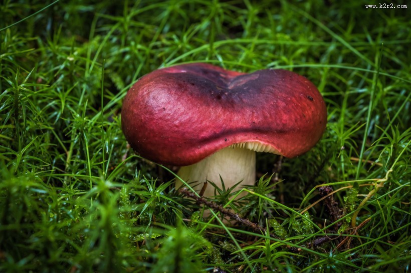 各种各样的蘑菇图片大全