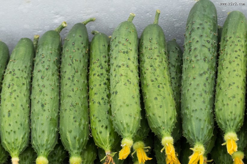 脆甜鲜嫩的黄瓜图片