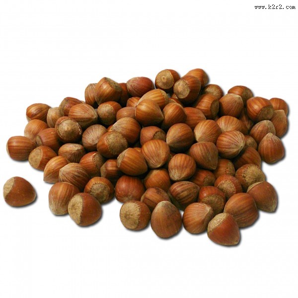 榛子高清图片