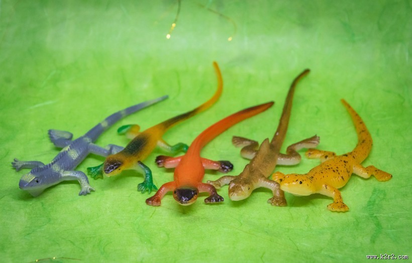 蜥蜴模型图片大全