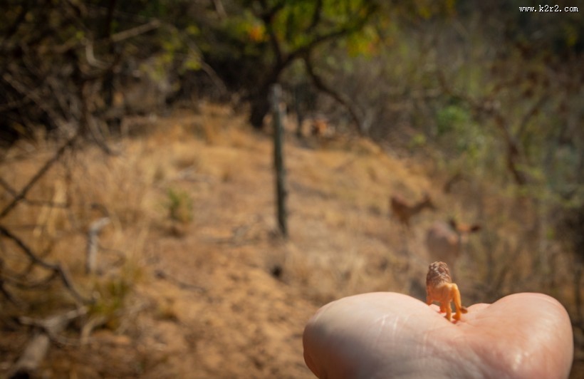 动物玩具的微距摄影图片大全