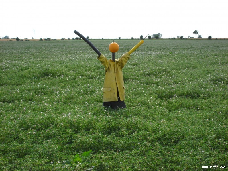 驱赶鸟类的稻草人图片