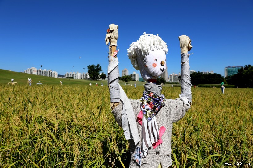 驱赶鸟类的稻草人图片