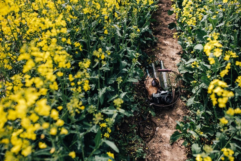 花园里的复古相机图片大全