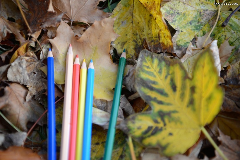 落叶上的彩色铅笔图片
