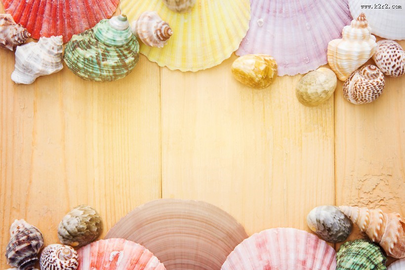 好看的贝壳图片大全