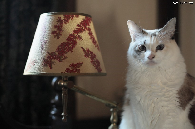 造型别致的台灯图片大全