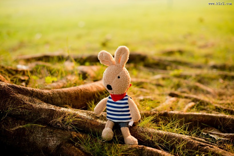 砂糖兔公仔图片