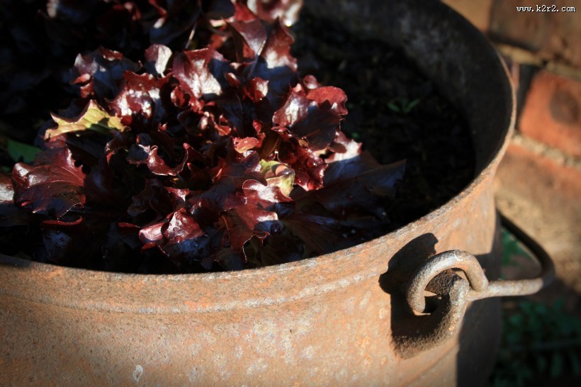 生锈的铁锅图片
