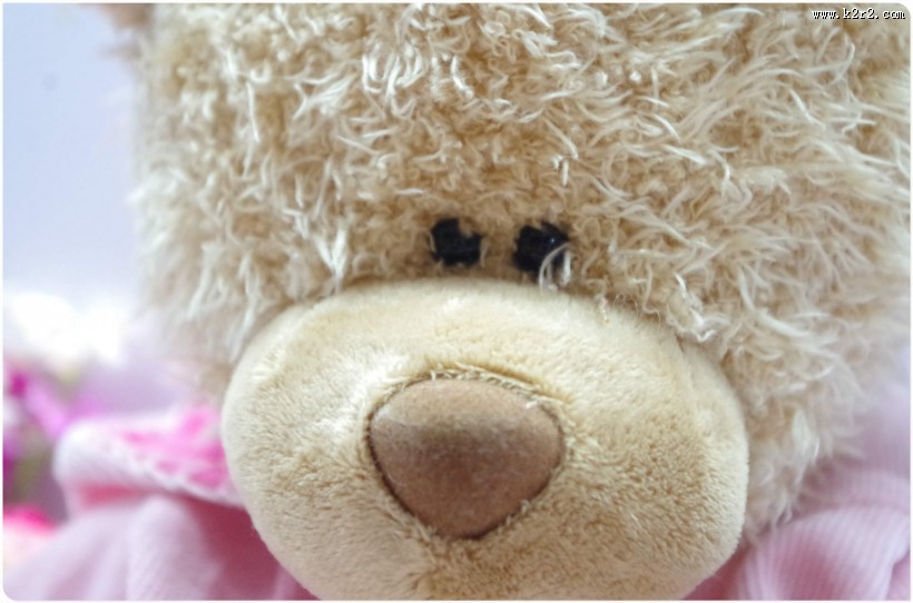 泰迪熊公仔图片