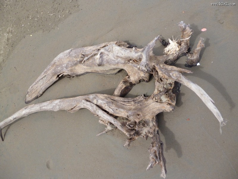 海滩上的漂流木图片