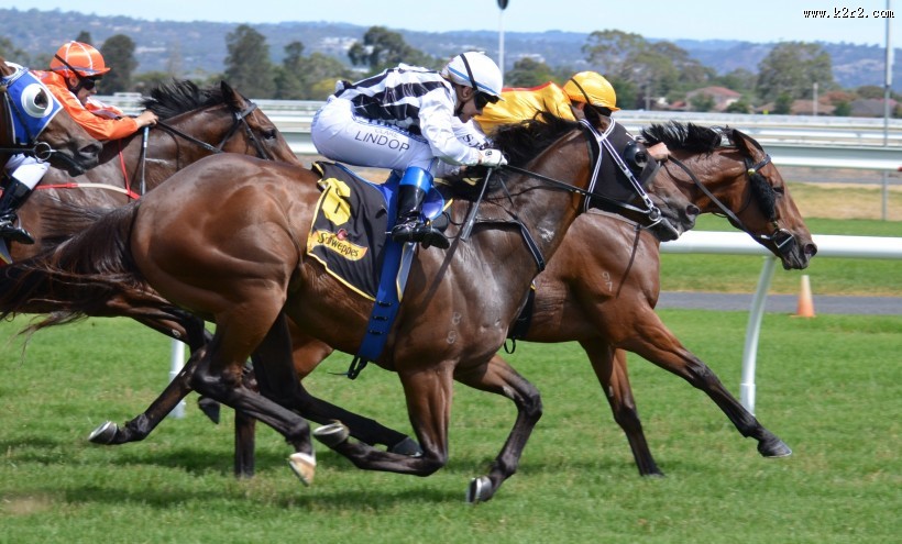 紧张刺激的赛马比赛图片