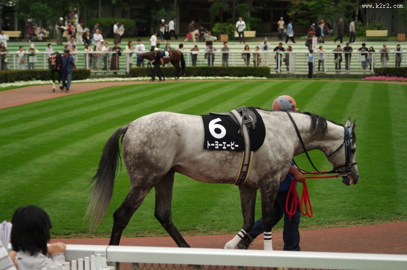 日本赛马比赛的图片