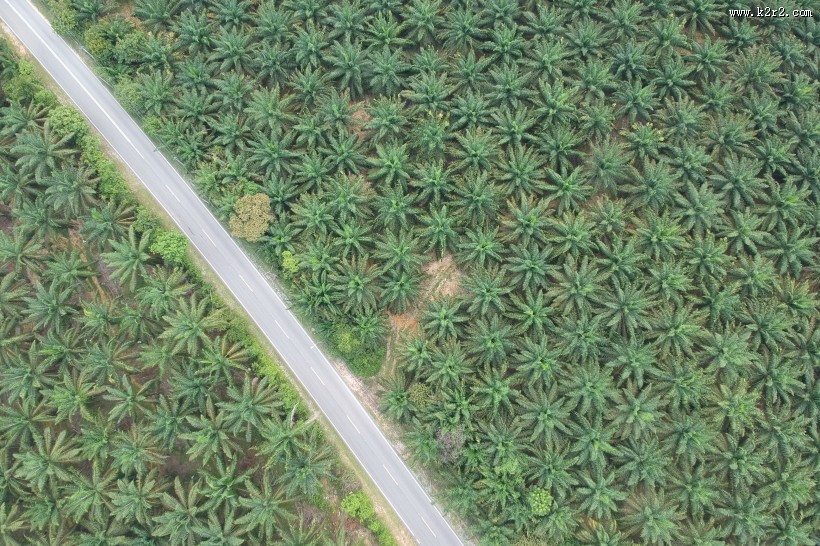 树林里的公路图片大全