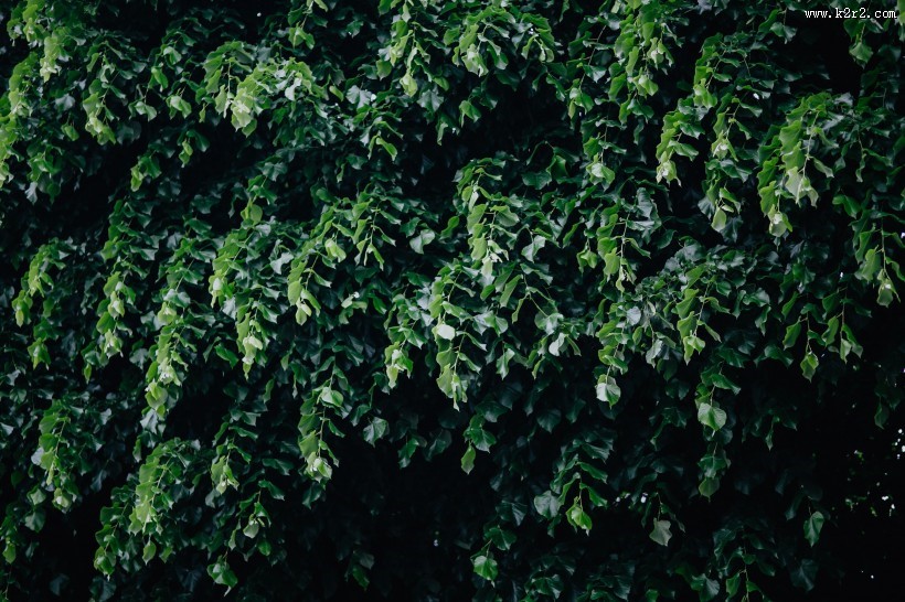 城市绿化的图片