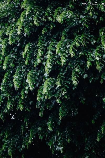 城市绿化的图片