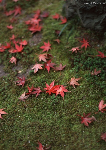 红色枫叶和日式庭院图片