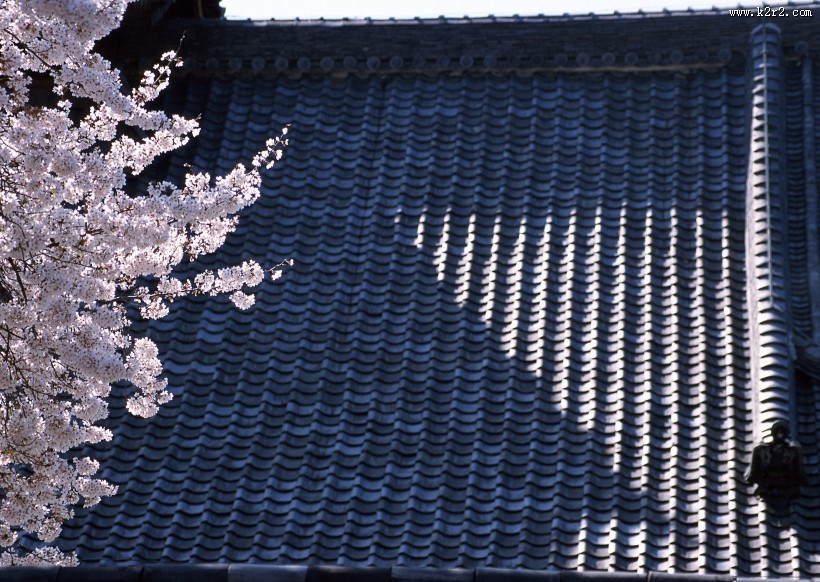 樱花和日式庭院图片大全