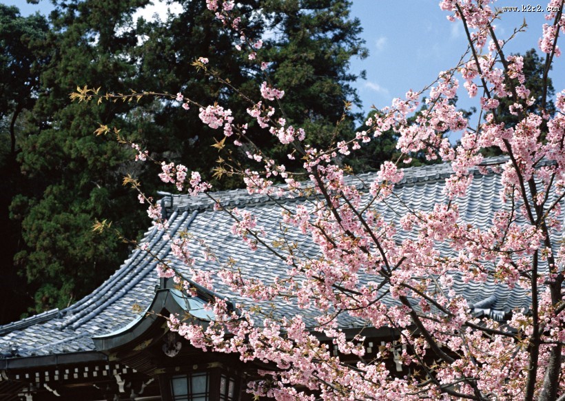 樱花和日式庭院图片大全