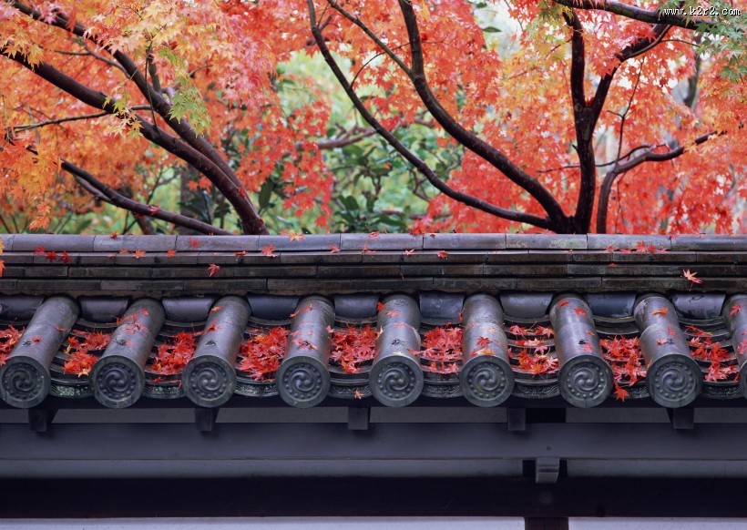 日式庭院和枫叶图片